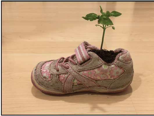 Plant in shoe - Will Weigler